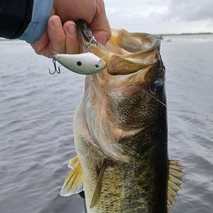 Caught on Reid Line Bait Bass 3.72 lbs.